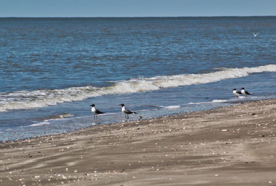 Things to Do in Holly Beach
